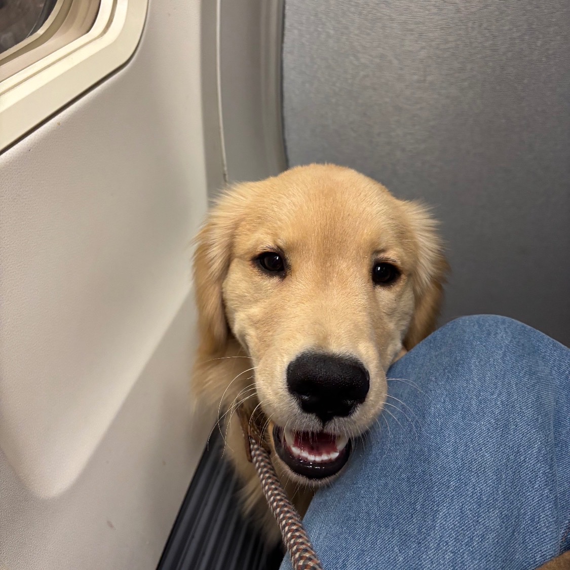 A golden retriever settled at its owner's feet on a plane